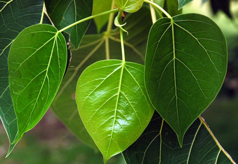 Tác Dụng Của Lá Bồ Đề.png